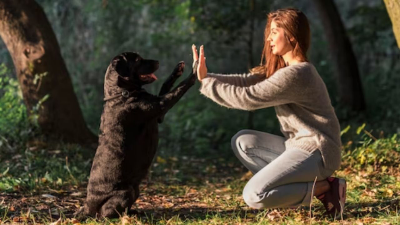 cómo es un perro agresivo