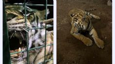 Un tigre de bengala deambulaba por calles de Jalisco, ya fue puesto en resguardo