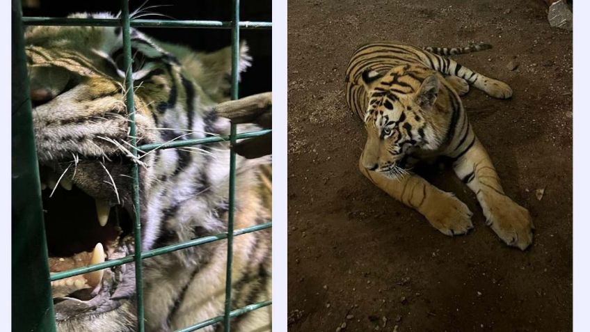 Un tigre de bengala deambulaba por calles de Jalisco, ya fue puesto en resguardo