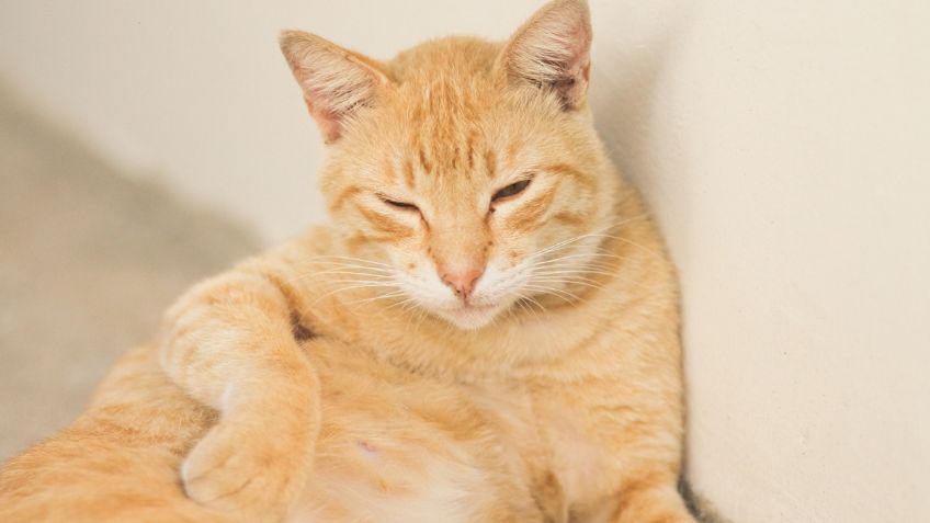 Gato estafador finge tener hambre para ser alimentado por los extraños y lo boletinan