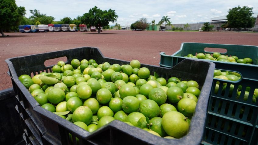 ¿El precio del limón subirá debido a las extorsiones a productores en Michoacán? Experto lo aclara