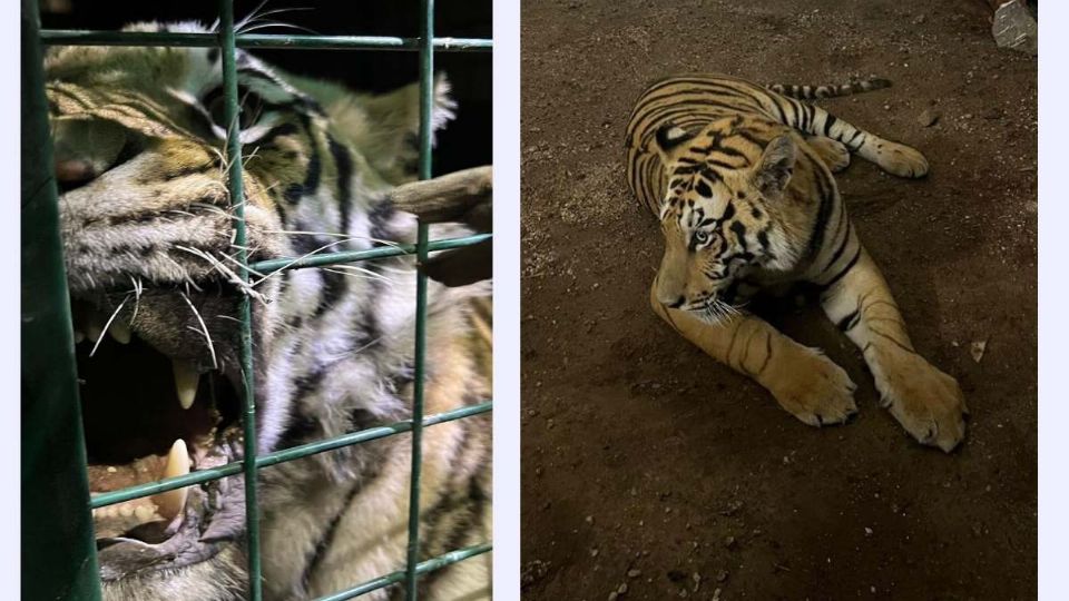 El felino fue puesto en resguardo de las autoridades