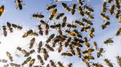 Voluntarios rescatan a 5 millones de abejas que causaron caos en Ontario