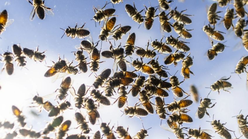 Voluntarios rescatan a 5 millones de abejas que causaron caos en Ontario