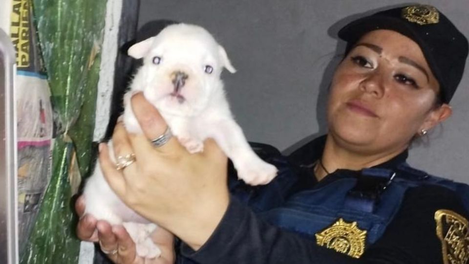 Retuvieron a varios cachorritos de distintas razas