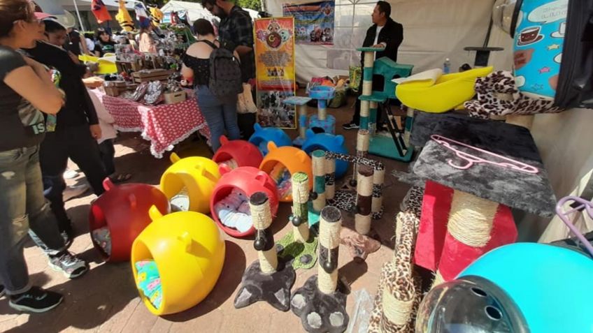 Gato Fest 2023: este festival tiene todo para tu felino y además podrás ayudar a los michis sin hogar