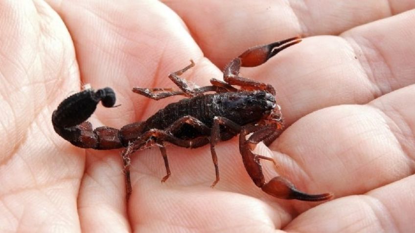 ¡Olvídate de los alacranes en casa!, con esta planta los ahuyentarás de forma natural