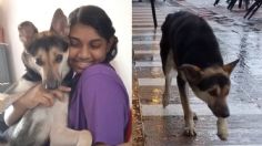 Perrita estuvo ocho meses perdida y gracias a TikTok volvió con su familia