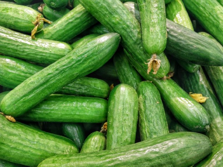 cascaras de pepino para repeler insectos en el armario