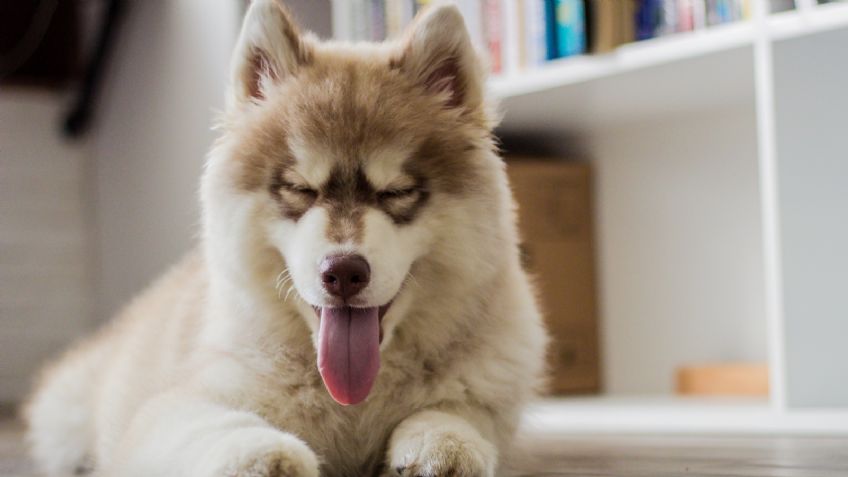 El uso secreto del bicarbonato para eliminar el olor a pipí de los perros