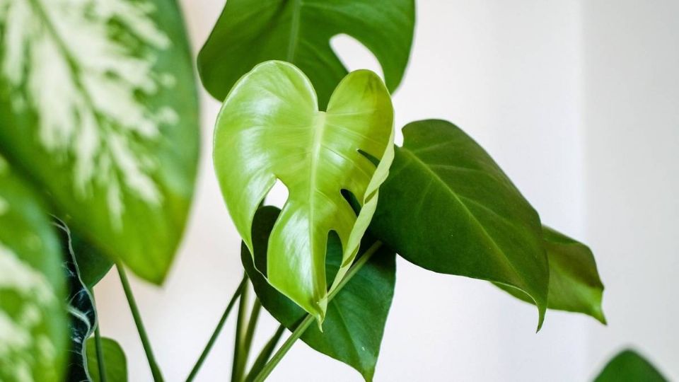 Las plantas de interior suelen ponerse cafés de su follaje.