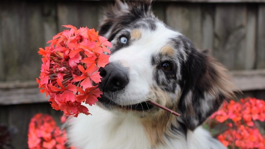 Las 5 plantas tóxicas que no debes tener dentro de tu casa si tienes mascotas