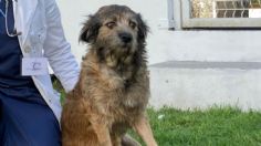 Barbitas, perrita que recibió dos disparos, vuelve a caminar: se encuentra en busca de una familia