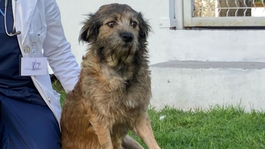 Barbitas, perrita que recibió dos disparos, vuelve a caminar: se encuentra en busca de una familia