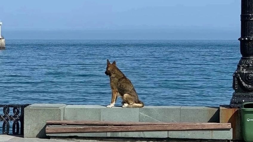 Mujer muere por intentar salvar a su perrito en un río