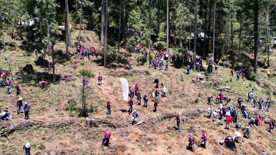 Personal de la Sedema durante la intervención en el Ajusco.