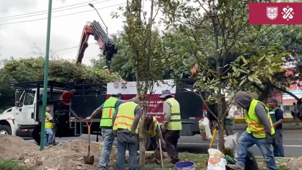 Trabajadores de la Sobse plantando árboles en la zona donde se podaron las palmeras.