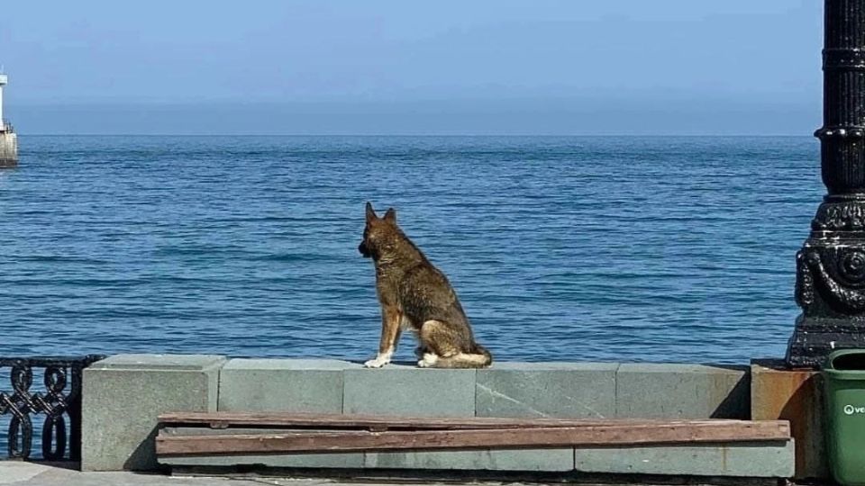 Un perro y su dueña mueren en un río de Reino Unido