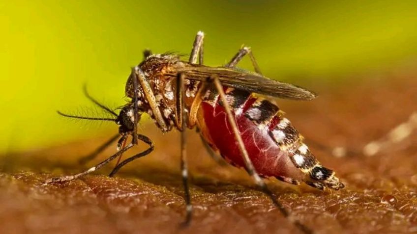 Presencia de dengue en Aguascalientes no es alarmante: ISSEA