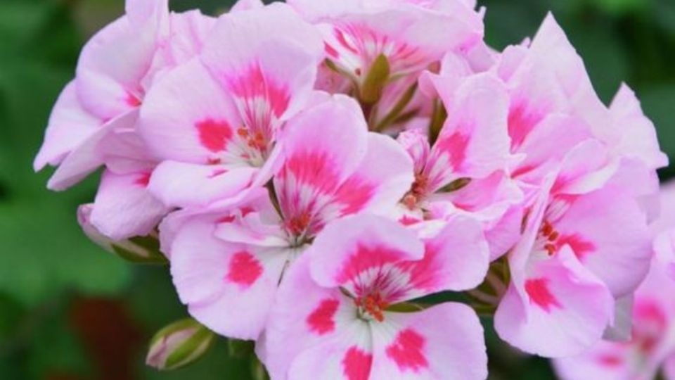 Los geranios florecen de una forma magnifica durante el final de la primavera