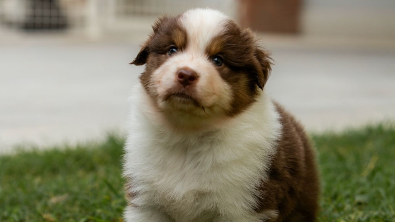 puedo darle café a mi perro