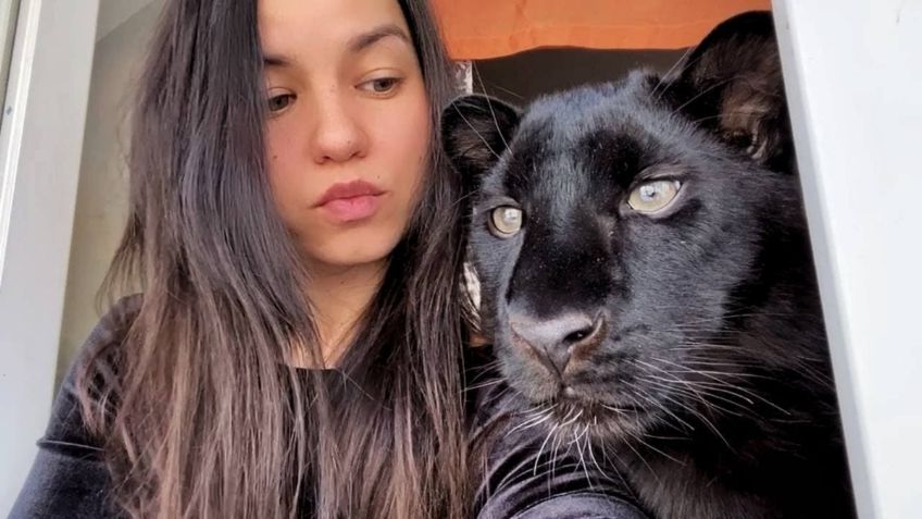 Rescata a gatito bebé a punto de morir y resulta ser una hermosa pantera: ahora son una familia