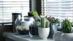 ¡Atrae la mala suerte! Esta es la planta que NUNCA debes tener en tu casa, según el Feng Shui