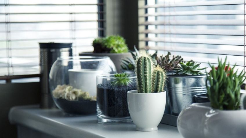 ¡Atrae la mala suerte! Esta es la planta que NUNCA debes tener en tu casa, según el Feng Shui