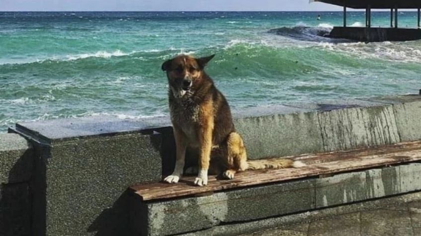 Fallece Mukhtar, el 'Hachiko de Crimea', perrito que esperó a su dueño por 12 años