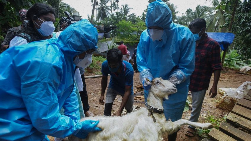 Nipah: ¿qué es y cómo se transmite el virus mortal que tiene en alerta a India?