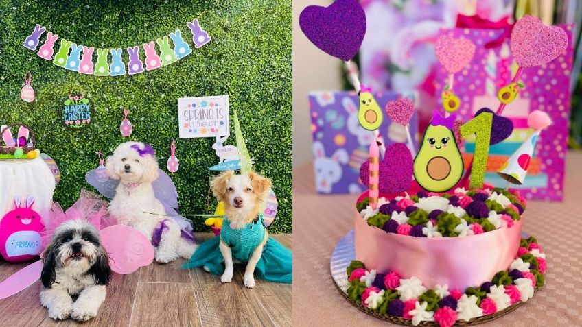 ¿Qué hacer para el cumpleaños de tu perro? las fiestas son una opción, así puedes festejarlo