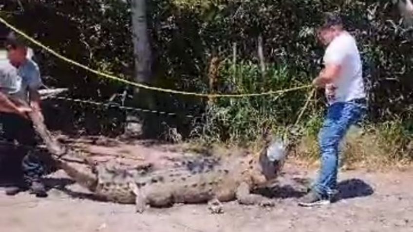 Reubican Bomberos de Nayarit a cocodrilo que estuviera en zona del poblado de Pantanal, Xalisco