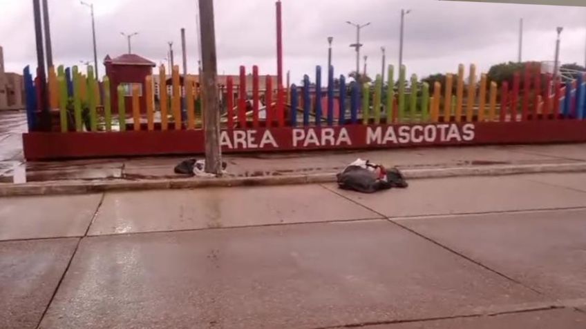 Reportan bolsas con restos humanos en Coatzacoalcos: no hay detenidos