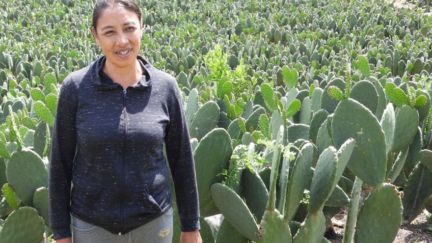 Programa Altepetl CDMX ayuda a mejorar producción de nopal en Milpa Alta