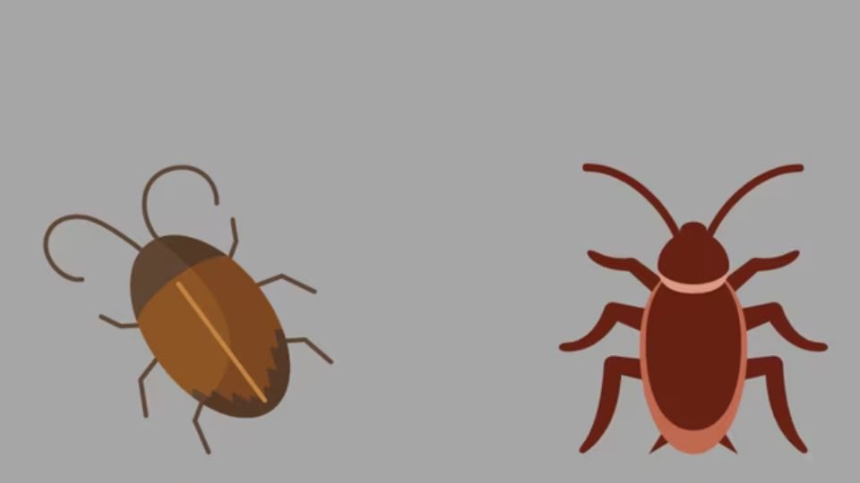 Test de personalidad: escoge una cucaracha y conoce detalles ocultos de tu relación de pareja