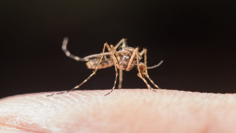 El mosquito poseía un 'número de serie', pero nada se ha confirmado o desmentido al momento.