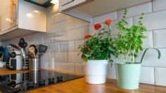 4 plantas que debes poner en tu cocina para traer abundancia y prosperidad al hogar