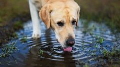 Puede matar a tu mascota: se trata de esta alga que se forma en parques y lagunas