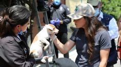 Mariana Boy participa en un operativo conjunto para rescatar a perritos en condiciones de maltrato