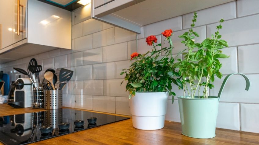 4 plantas que debes poner en tu cocina para traer abundancia y prosperidad al hogar