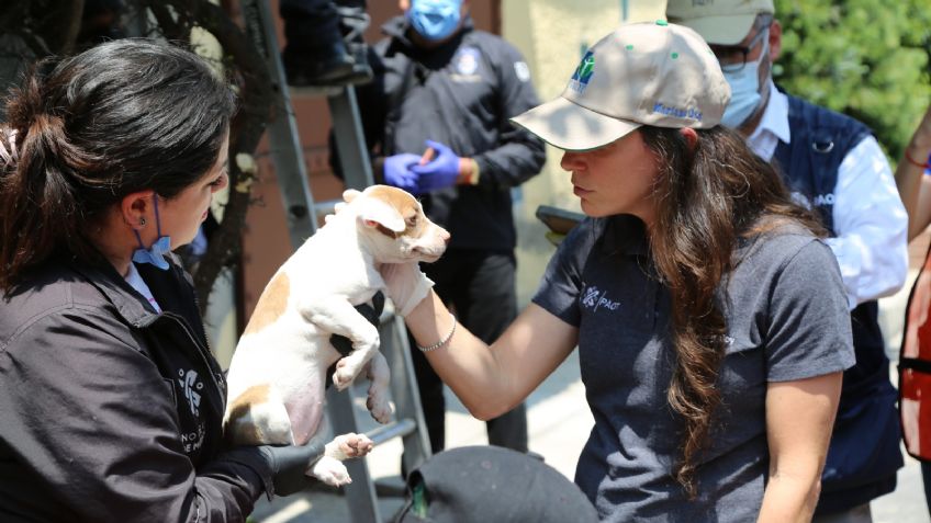 Mariana Boy participa en un operativo conjunto para rescatar a perritos en condiciones de maltrato