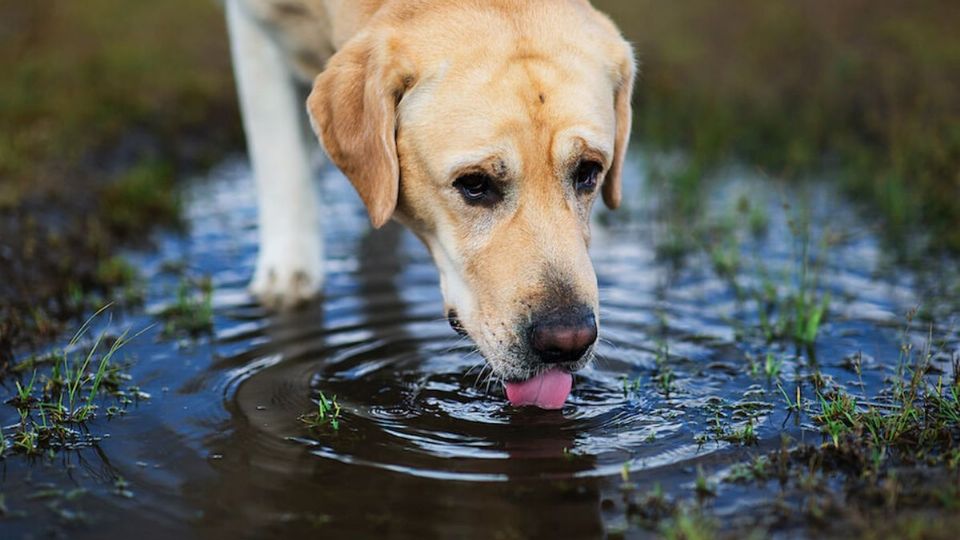 Conoce por qué tu mascota no debe tomar agua estancada que podría contener una toxina que podría acabar con su vida en menos de una hora.