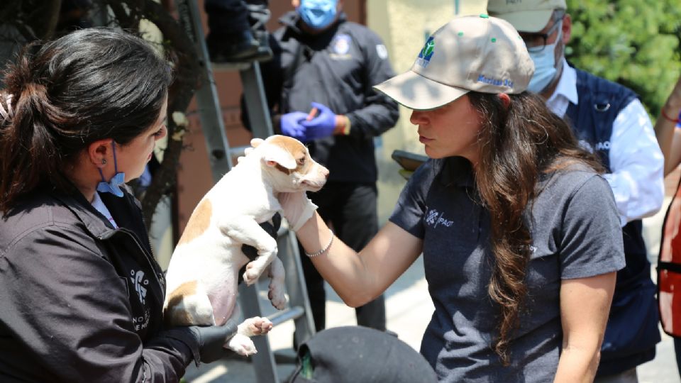 Eran 12 perritos que fueron rescatados, porque vivían en condiciones de hacinamiento severo y falta de higiene