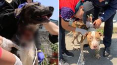 Maltratados y con desnutrición, así rescataron a 12 perritos hacinados en predios de Iztapalapa