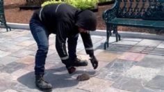 VIDEO: hombre encuentra rata en el Zócalo de Puebla y la adopta, había salido a tomar el sol