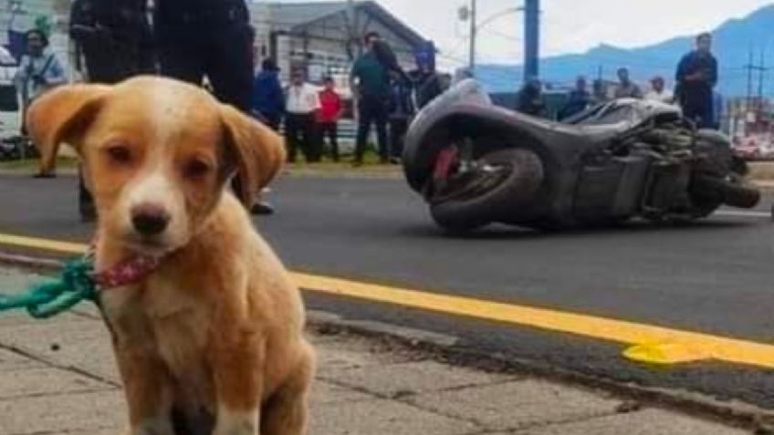 Joven muere en accidente vial, pero su perrito se queda con el cuerpo y se vuelve viral