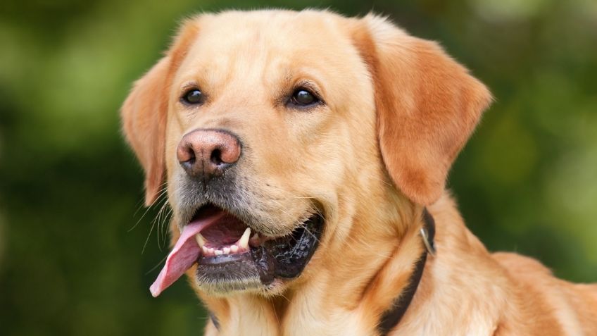 Se hace viral tienda de carne ecológica de perro y las redes estallan: "ríndete a su sabor"