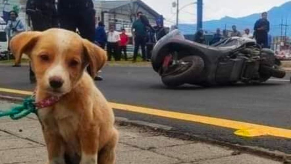 La familia de la víctima se quedó con el perro