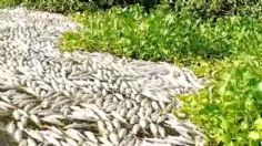 ¿Ecocidio en estero de Colima? denuncian mortandad masiva de peces en Tecomán