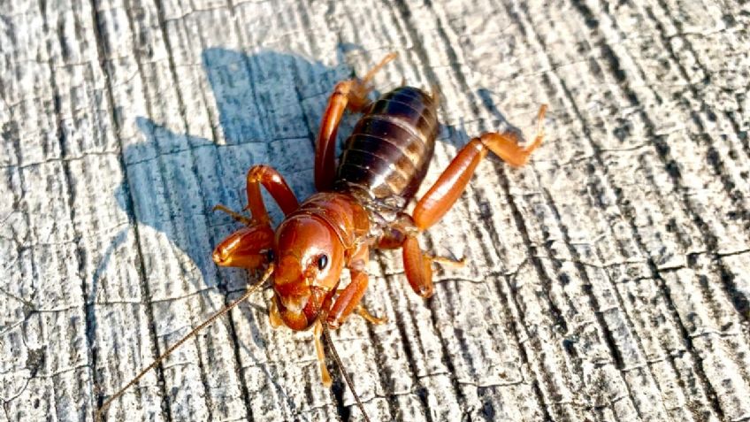 Cara de niño: estas son las cuatro especies descubiertas por la UNAM